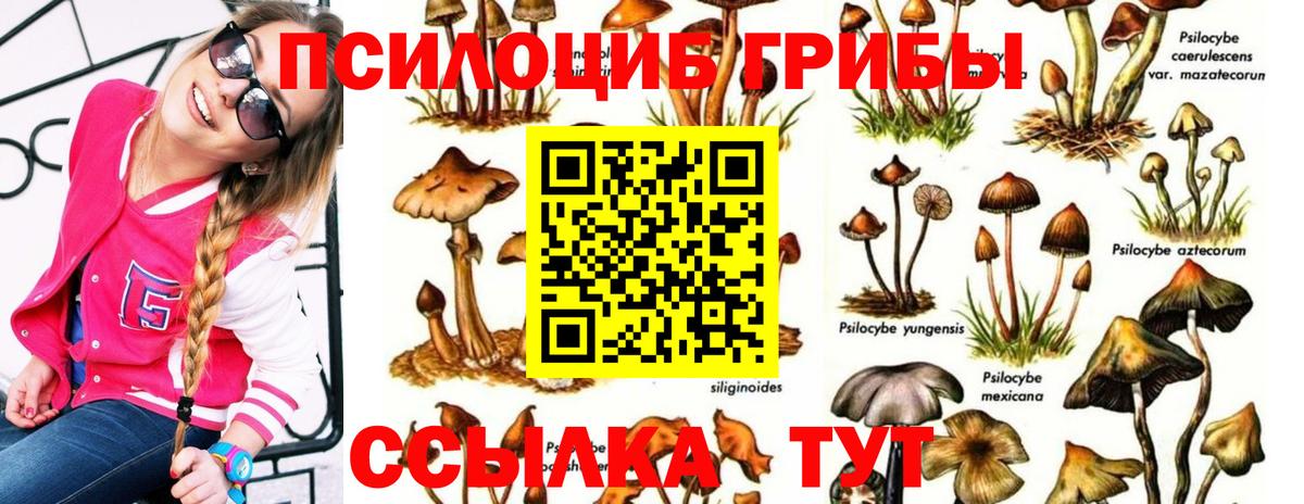 Галлюциногенные грибы Cubensis  Псилоцибиновые грибы прущие грибы  Вход с VPN  Сибай 